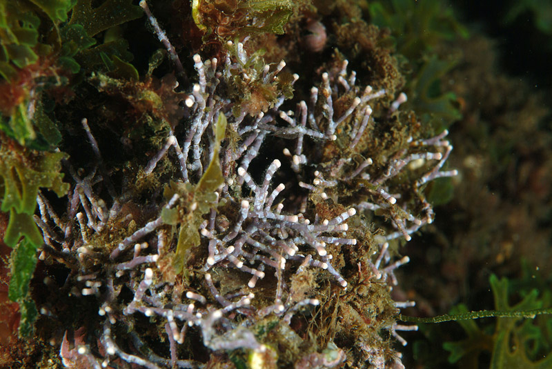 Amphiroa rigida